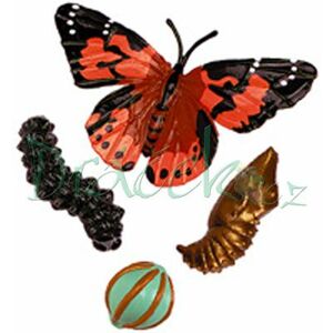 Vzdělávací sada Životní cyklus - Motýl
