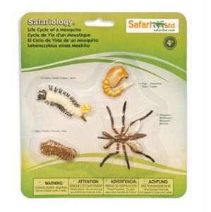 Safari, Životní cyklus - Komár